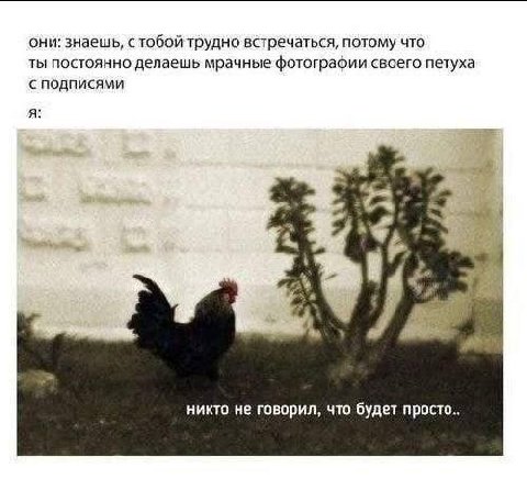 они: знаещь, с тобой трудно встречаться, потому что ты постоянно делаешь мрачные фотографии своего петуха с подписями A никто не говорил, что будет