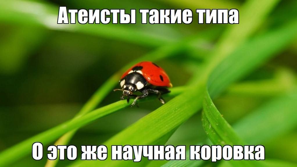 „«Атеисты такие типа 0 это же научная коровка