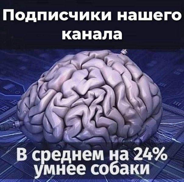 Подписчики нашего канала В среднем на умнее собаки