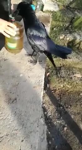 мем