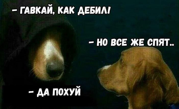 ГАВКАЙ, КАК ДЕБИЛ! НО ВСЕ ЖЕ СПЯТ ДА ПОХУЙ