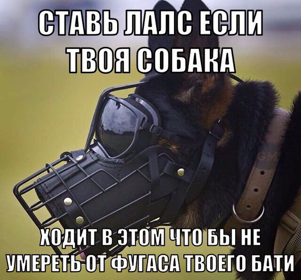 ставь лайк если твоя собака ходит в этом чтобы не умереть от фугаса твоего бати