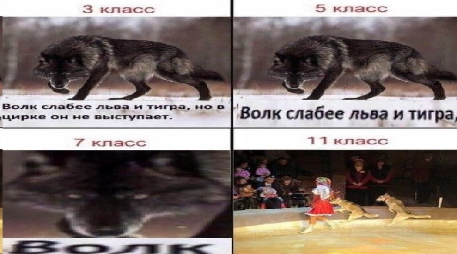 Волк слабее bhi тыгра, но в не ‘Bonk слабее льва и тигра класс 71 класс