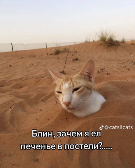 @catsilcats Блин, зачемяел печенье в