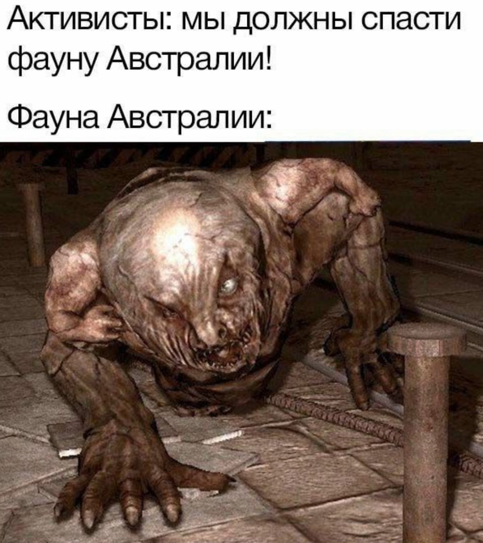 Активисты: мы должны спасти фауну Австралии! Фауна Австралии: