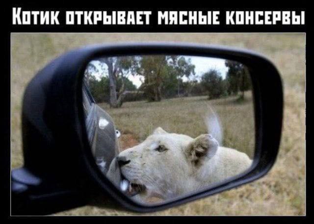 Котик ОТКРЫВАЕТ МЯСНЫЕ КОНСЕРВЫ