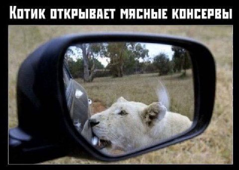 Котик ОТКРЫВАЕТ МЯСНЫЕ КОНСЕРВЫ