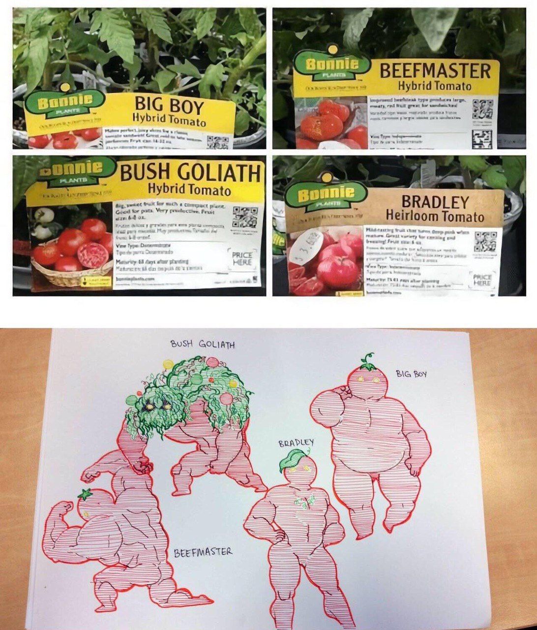 vat Sunnie EFMASTER brid Tomato BIG Tomato BUSH GOLIATH Hybrid Tomato BRADLEY Tomato BUSH GOLIATH BIG Rov BRADLEY BEEFIMASTER