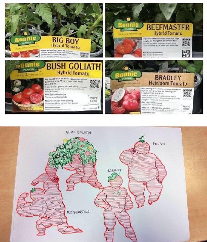 vat Sunnie EFMASTER brid Tomato BIG Tomato BUSH GOLIATH Hybrid Tomato BRADLEY Tomato BUSH GOLIATH BIG Rov BRADLEY BEEFIMASTER