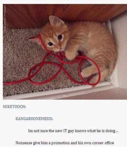 KANGAROONEMESIS: not sure the new IT guy knows what he is doing... Nonsense give him a promotion and his own corner office