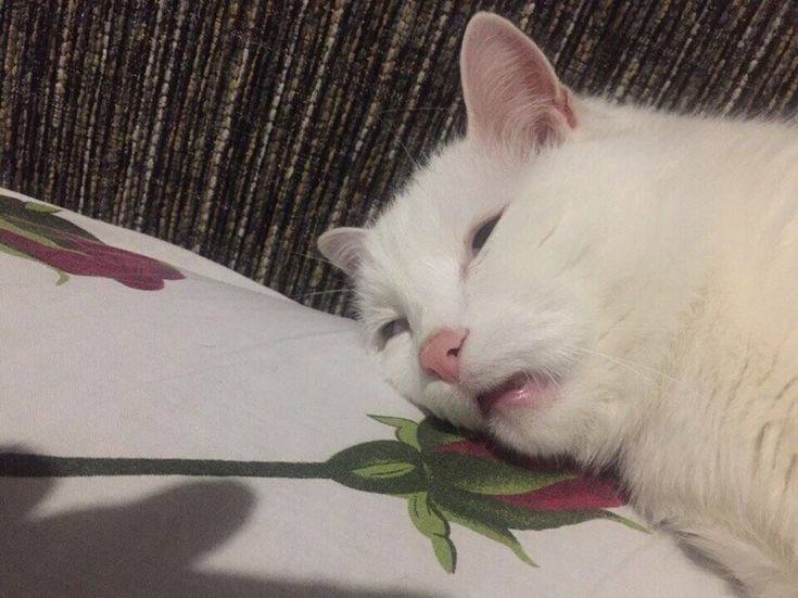Гн