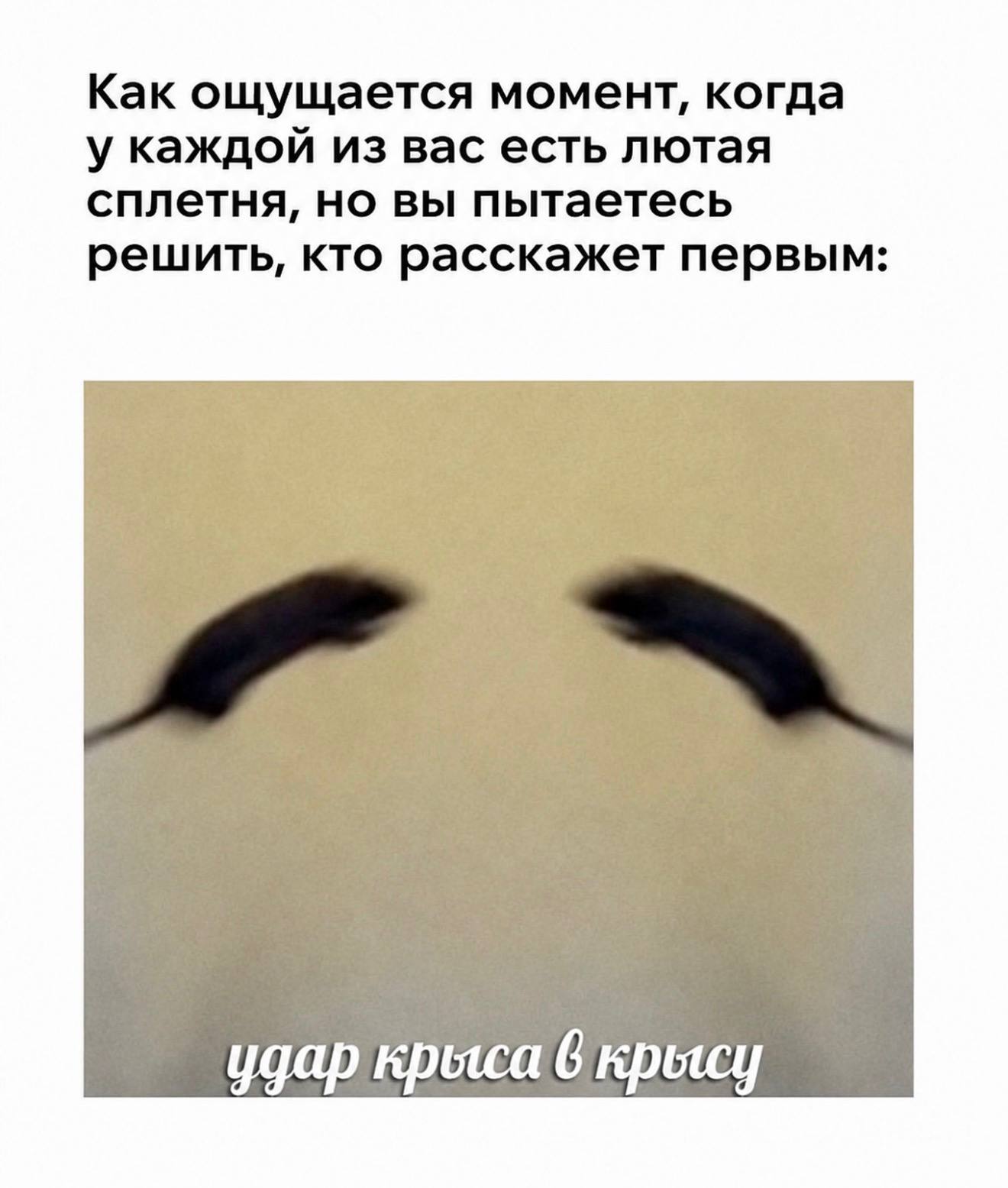 Как ощущается момент, когда У каждой из вас есть лютая сплетня, но вы пытаетесь решить, кто расскажет первым: удар крыса 6 крысу