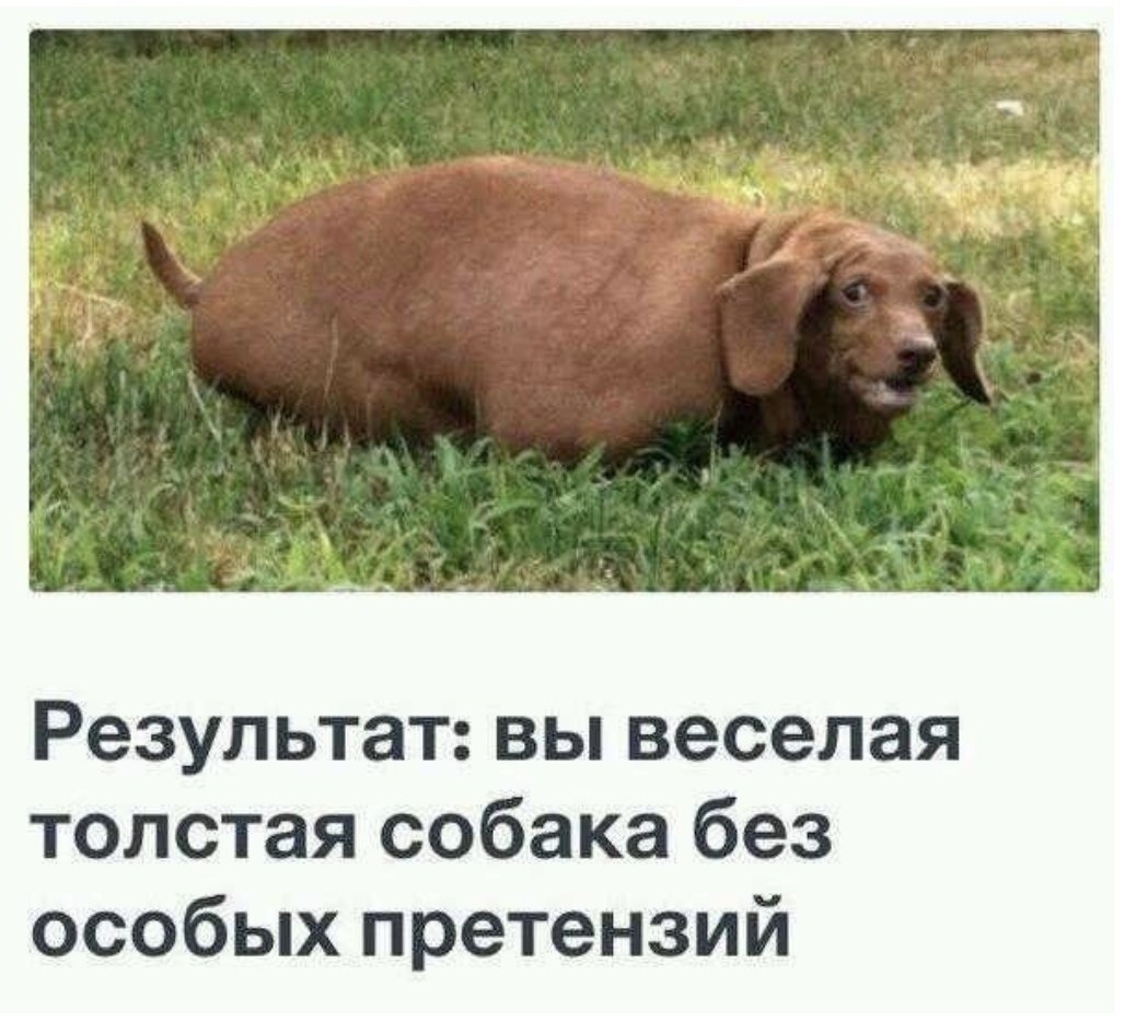 a Резул ьтат: вы веселая толстая собака без особых претензий