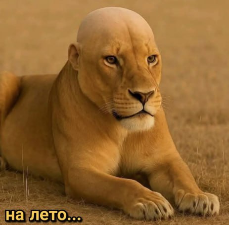 на лето...