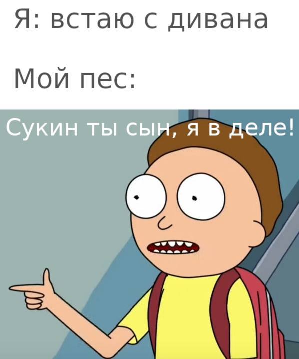 Я: встаю с дивана Мой пес: Сукин ты сын, я в деле!
