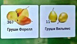 367 Груши Форелл Груши Вильямс