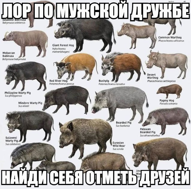 40 clebensis Common Warthog africanus Giant Forest Hog Hylochoerus meinertzhageni Moluccan Babirusa Babyrousa babyrousa Desert Warthog Red River Hog Bushpig Phacochoerus porcus Potamochoerus larvatus 