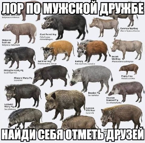 40 clebensis Common Warthog africanus Giant Forest Hog Hylochoerus meinertzhageni Moluccan Babirusa Babyrousa babyrousa Desert Warthog Red River Hog Bushpig Phacochoerus porcus Potamochoerus larvatus 