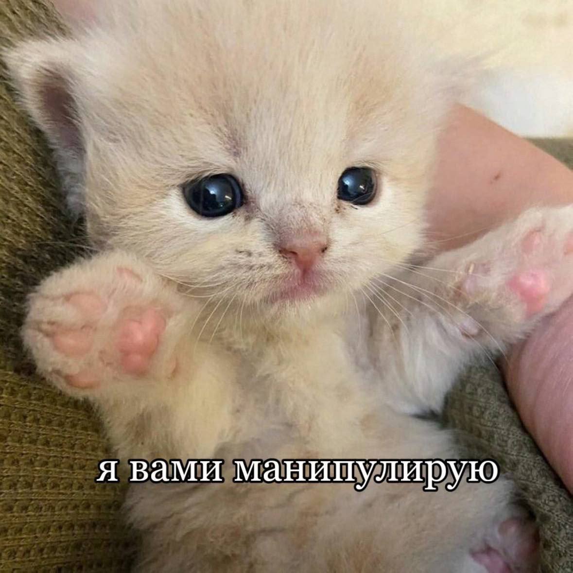 at я вами манипулирую