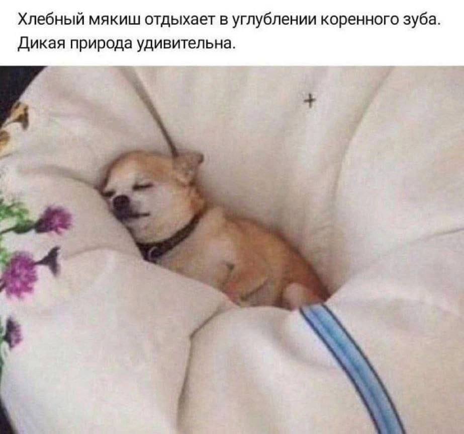 Хлебный мякиш отдыхает в углублении коренного зуба. Дикая природа удивительна