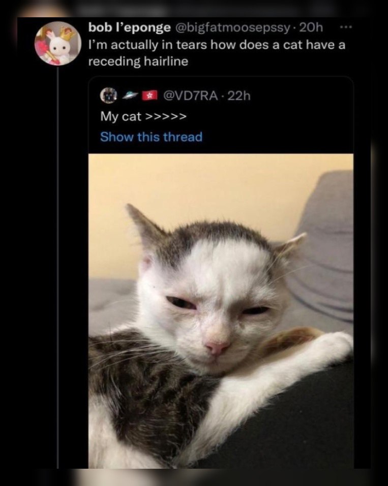 bob l’eponge @bigfatmoosepssy actually in tears how does a cat have a receding hairline (1 My cat Show this thread