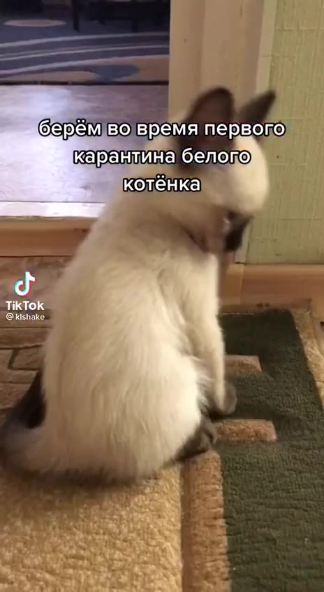 Мне в тт второй день попадаются пусикэты которые чернеют когда растут 

Значит ли это что скоро сгорит чья-то пуси?