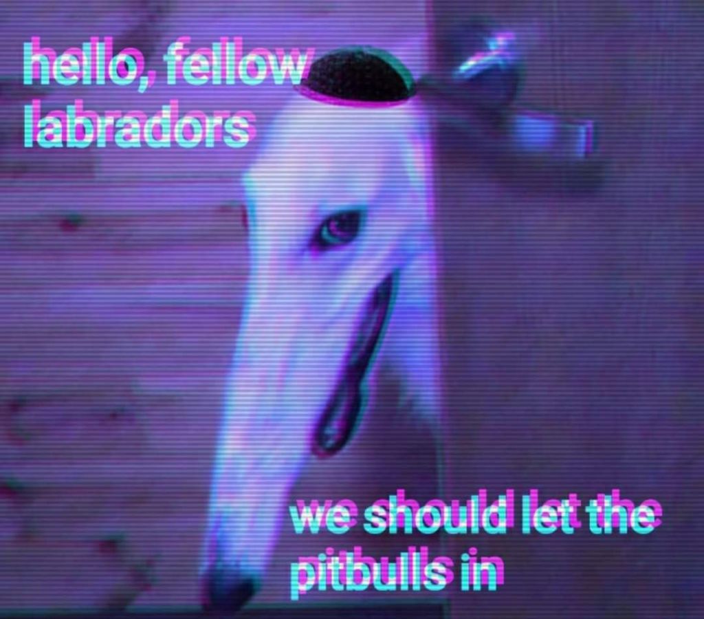 we should let the pitbulls