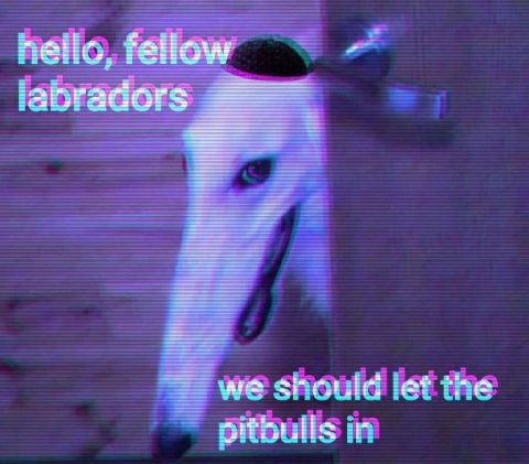 we should let the pitbulls