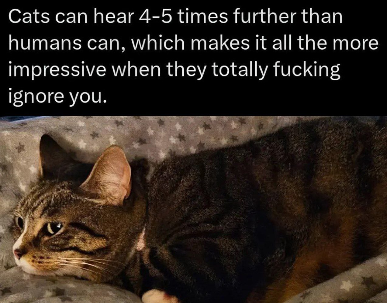 Cats can hear 4-5 times further than humans can, which makes К all the more impressive when they totally fucking ignore you.