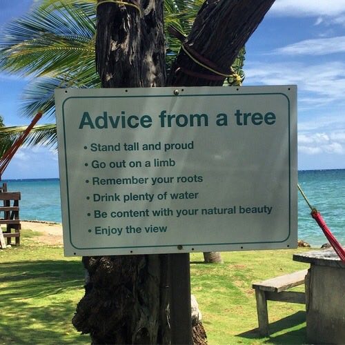 у Advice from a tree Я Stand tall and proud out on a limb Remember your roots Drink plenty of water content with your natural beauty Enjoy the view AN 54