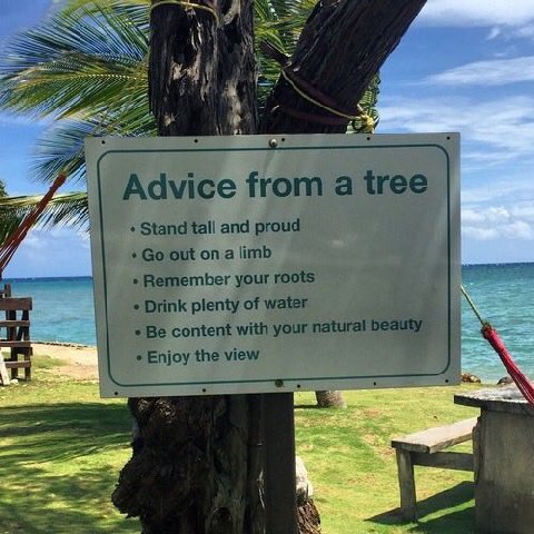 у Advice from a tree Я Stand tall and proud out on a limb Remember your roots Drink plenty of water content with your natural beauty Enjoy the view AN 54