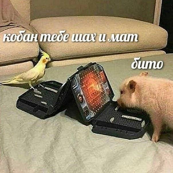 кобан и мат я бито и a ane, а