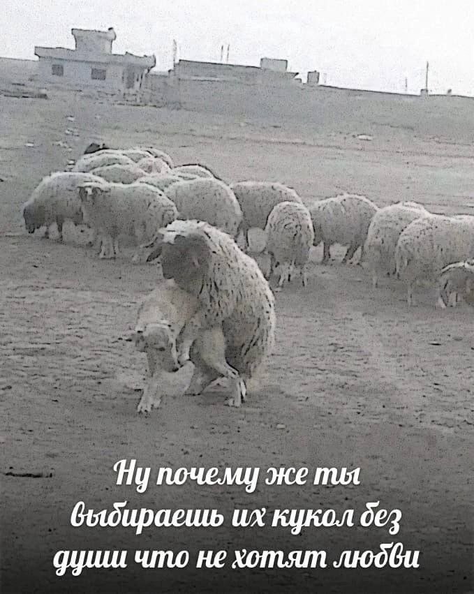 почели же mot кукол дез что не хотят людви