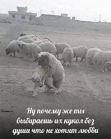 почели же mot кукол дез что не хотят людви