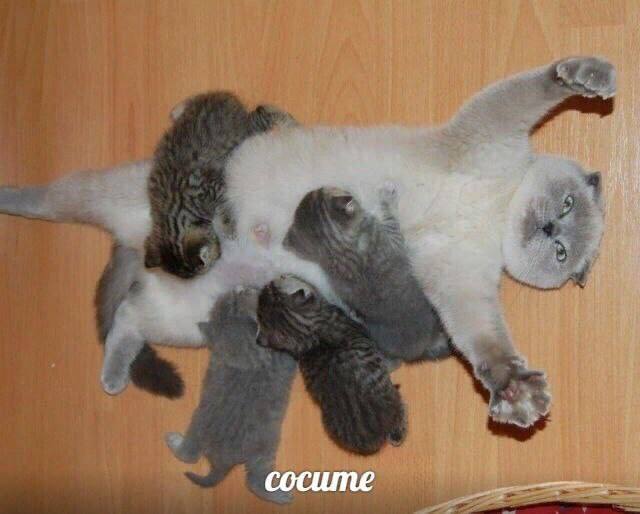 cocum