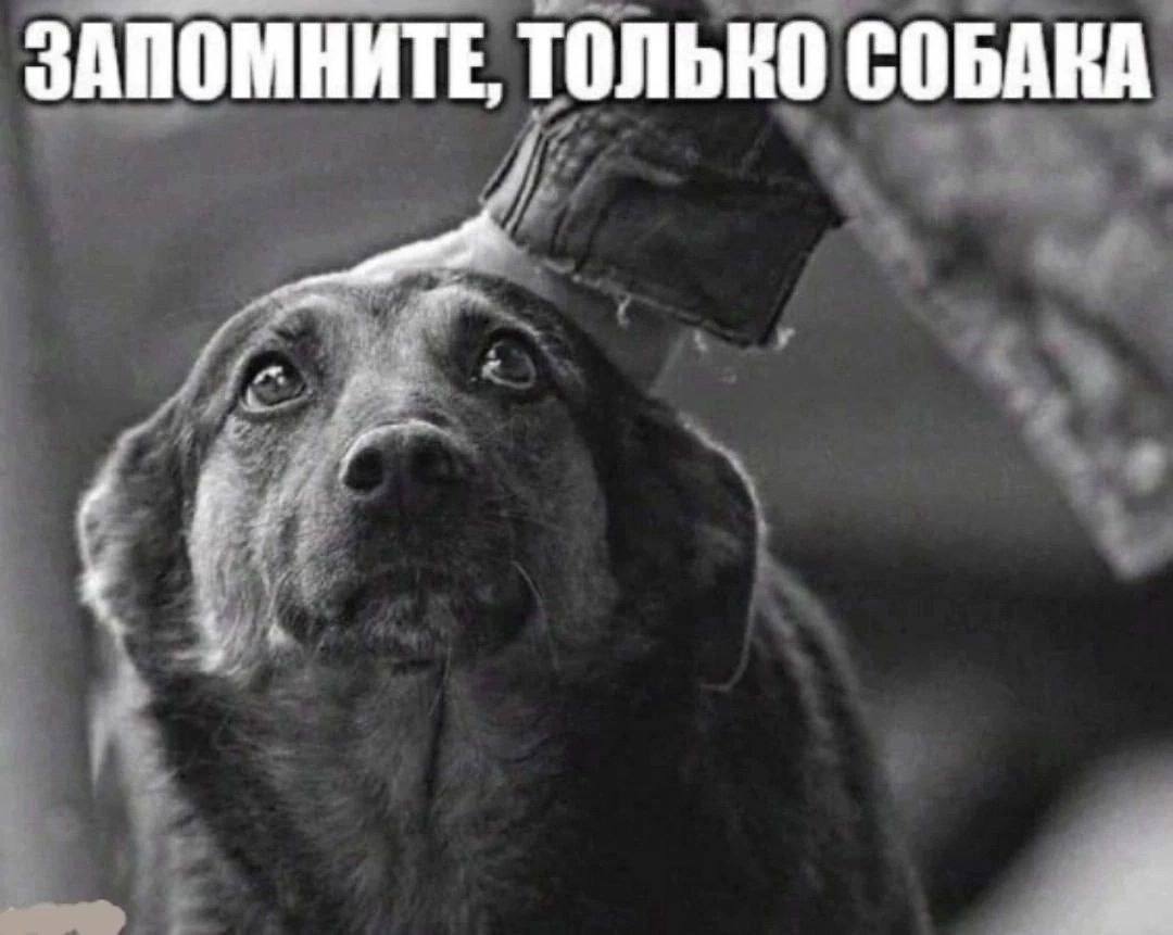ЗАПОМНИТЕ, ТОЛЬКО СОБАКА