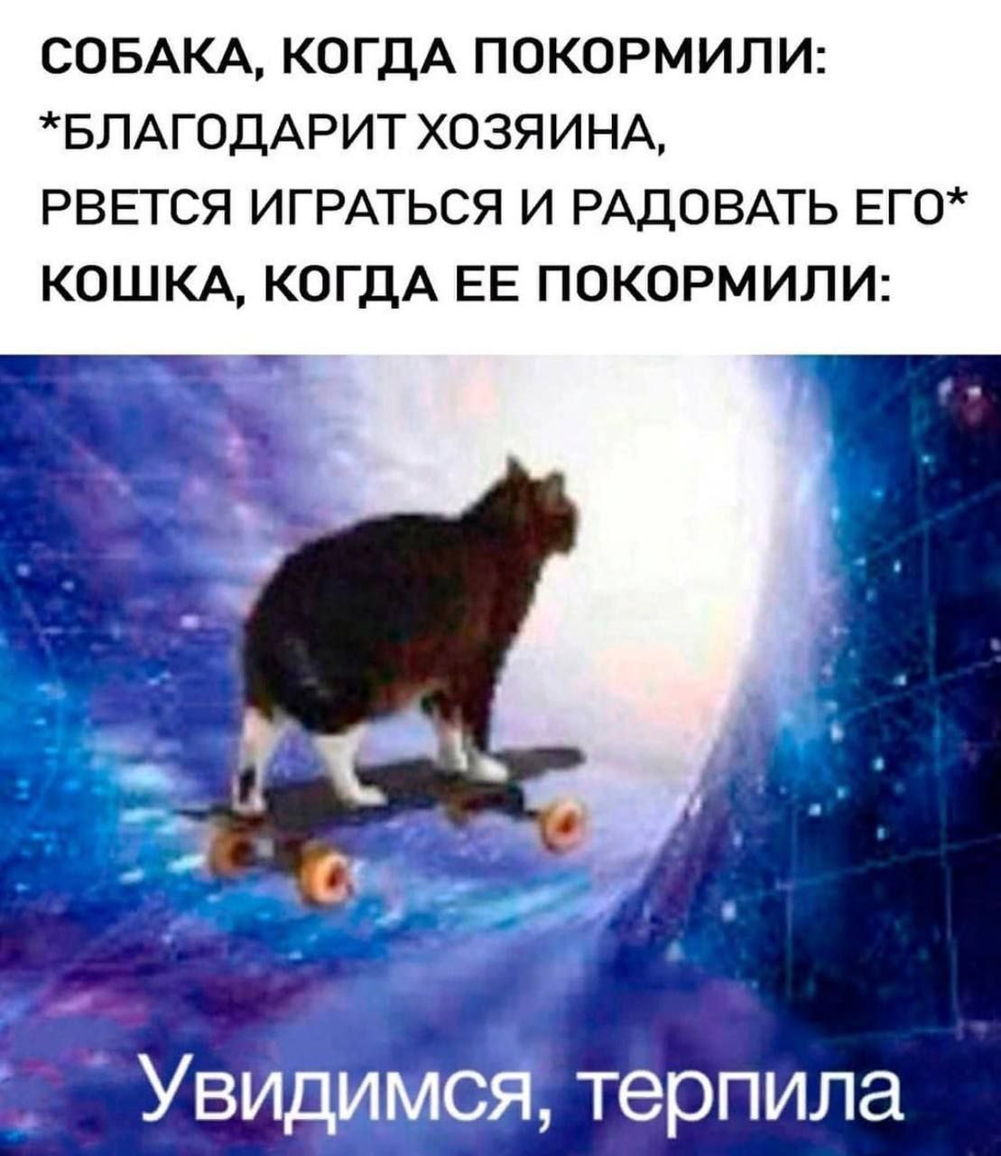 СОБАКА, КОГДА ПОКОРМИЛИ: *БЛАГОДАРИТ ХОЗЯИНА, РВЕТСЯ ИГРАТЬСЯ И РАДОВАТЬ ЕГО* КОШКА, КОГДА ЕЕ ПОКОРМИЛИ: Увидимся, терпила