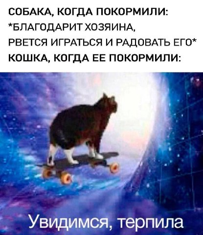 СОБАКА, КОГДА ПОКОРМИЛИ: *БЛАГОДАРИТ ХОЗЯИНА, РВЕТСЯ ИГРАТЬСЯ И РАДОВАТЬ ЕГО* КОШКА, КОГДА ЕЕ ПОКОРМИЛИ: Увидимся, терпила