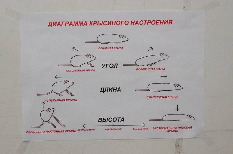 ДИАГРАММА КРЫСИНОГО НАСТРОЕНИЯ ОСНОВНАЯ КРЫСА УГОЛ ОСТОРОЖНАЯ КРЫСА ЛЮБОПЫТНАЯ КРЫСА ДЛИНА СЧАСТЛИВАЯ КРЫСА ИСПУГАННАЯ КРЫСА у ВЫСОТА ПРЕДЕЛЬНО НАКЛОННАЯ КРЫСА БЕСПОКОЙНАЯ