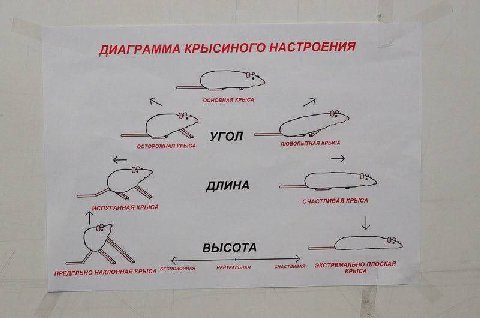 ДИАГРАММА КРЫСИНОГО НАСТРОЕНИЯ ОСНОВНАЯ КРЫСА УГОЛ ОСТОРОЖНАЯ КРЫСА ЛЮБОПЫТНАЯ КРЫСА ДЛИНА СЧАСТЛИВАЯ КРЫСА ИСПУГАННАЯ КРЫСА у ВЫСОТА ПРЕДЕЛЬНО НАКЛОННАЯ КРЫСА БЕСПОКОЙНАЯ