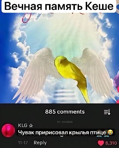Вечная память С 885 comments KLG Чувак пририсовал крылья птице Кер!у 8,310