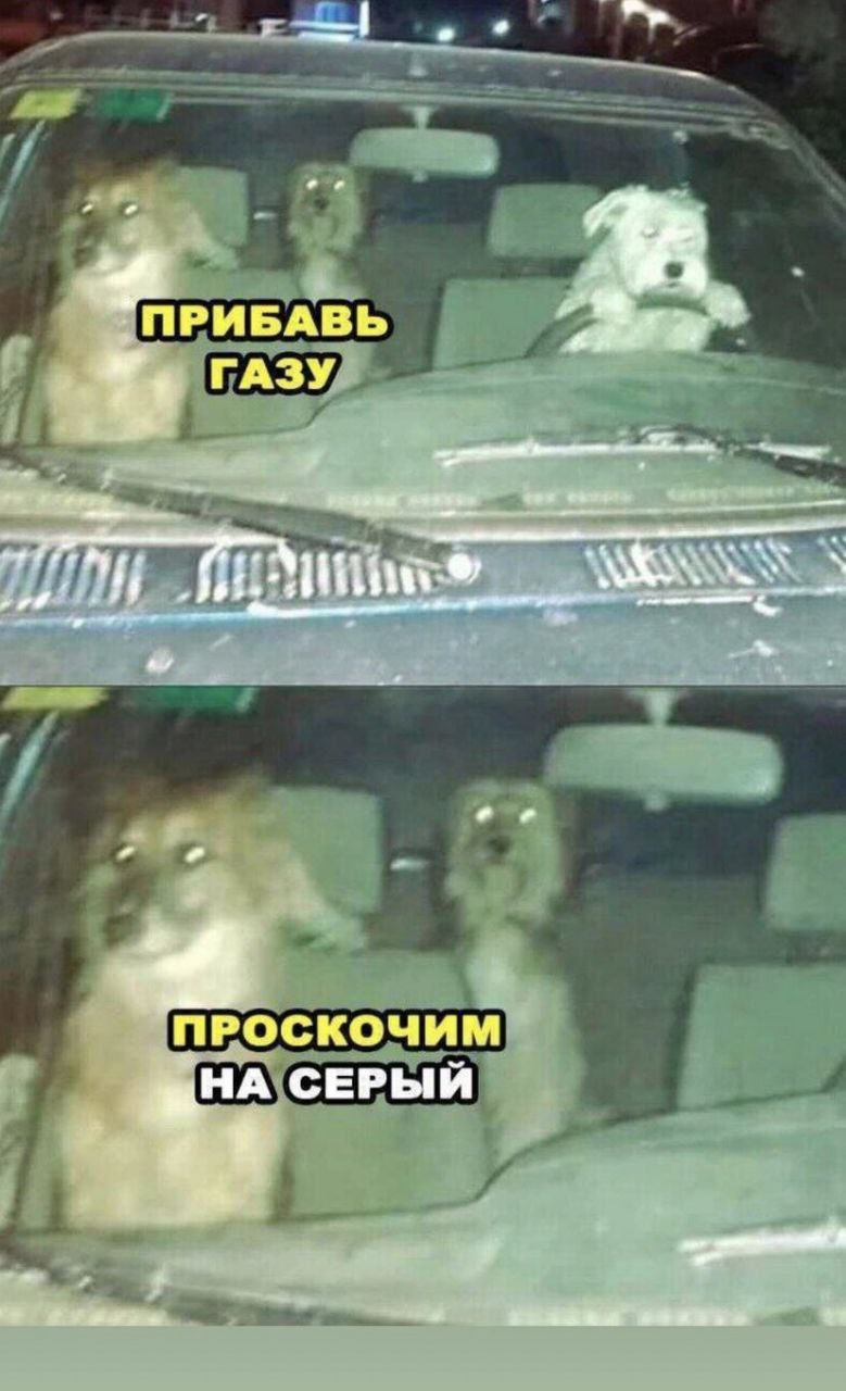 ПРИБАВЬ ГАЗУ "ПРОСКОЧИМ СЕРЫЙ