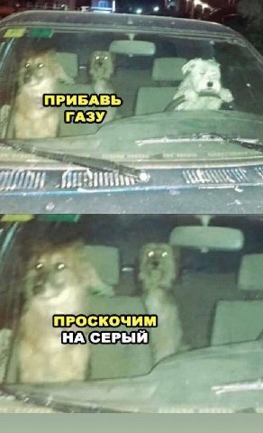 ПРИБАВЬ ГАЗУ "ПРОСКОЧИМ СЕРЫЙ