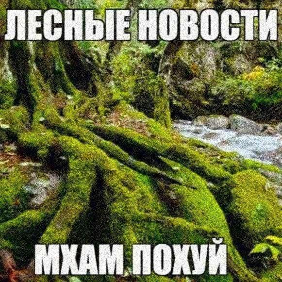ЛЕСН