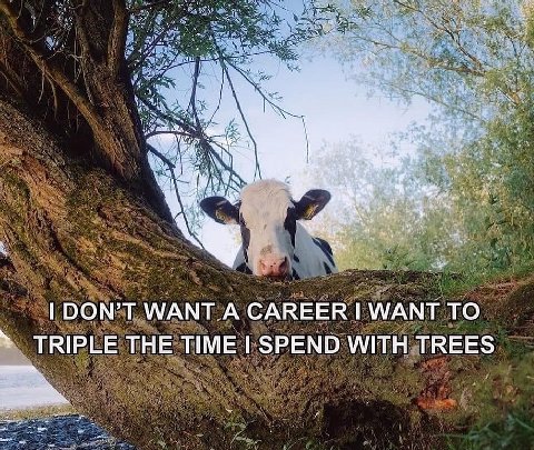у 4 4 4 ММАМТ А CAREER 1 WANT ТО TRIPLE THE TIME SPEND WITH TREES