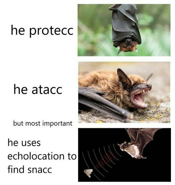 he protecc he atacc but most important he uses echolocation to find snacc