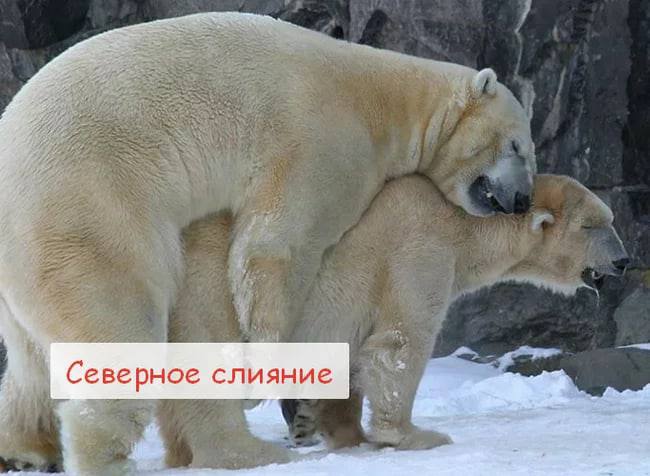 Северное слияние