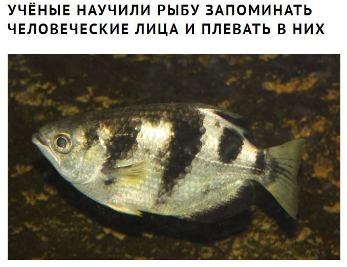 УЧЁНЫЕ НАУЧИЛИ РЫБУ ЗАПОМИНАТЬ ЧЕЛОВЕЧЕСКИЕ ЛИЦА И ПЛЕВАТЬ В НИХ