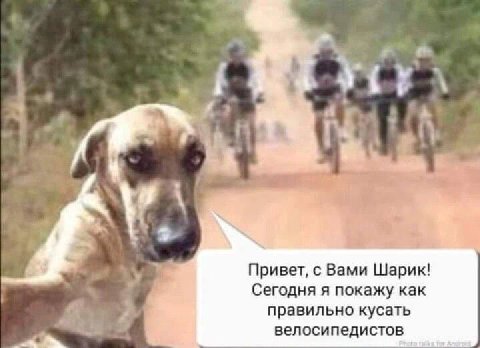 i у 4 Привет, с Вами Шарик! Сегодня я покажу как правильно кусать велосипедистов