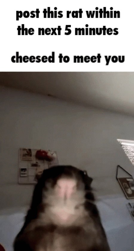 post this rat within the next 5 minutes cheesed to meet you